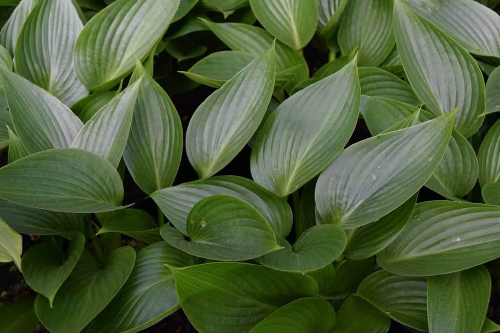Hosta 'Devon Green' ---